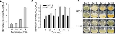 Biofilm Formation and Heat Stress Induce Pyomelanin Production in Deep-Sea Pseudoalteromonas sp. SM9913